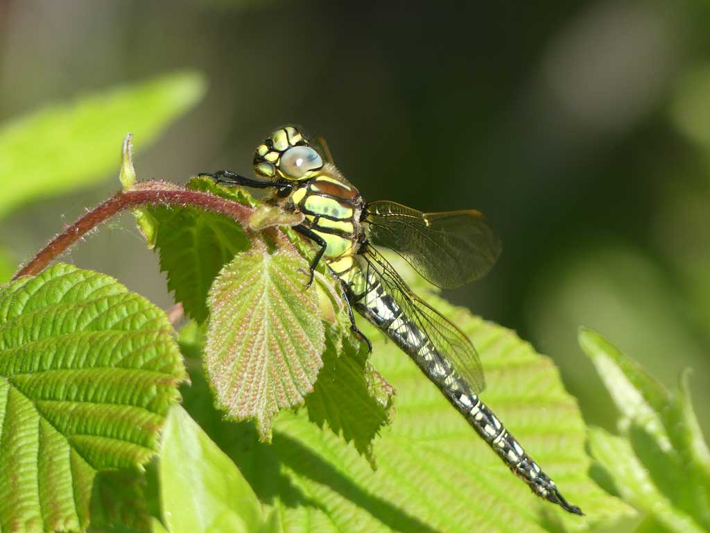 Brachytron_pratense